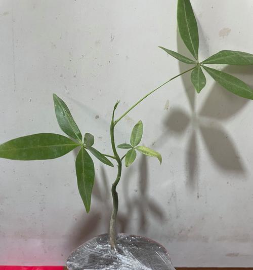 小盆发财树的浇水技巧和注意事项是什么？