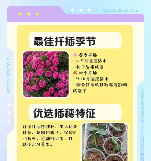 月季插枝的最佳方法是什么？