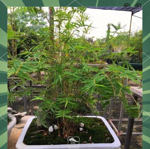 竹子盆景的正确养护方法是什么？