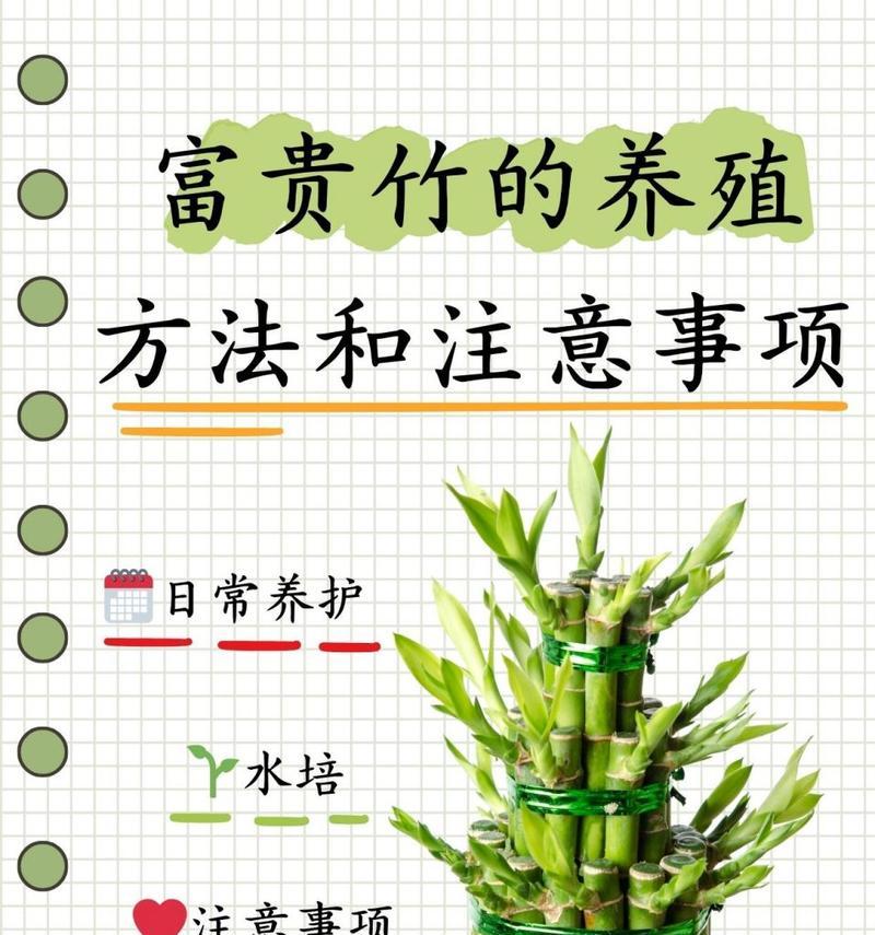 竹子盆景的正确养护方法是什么？