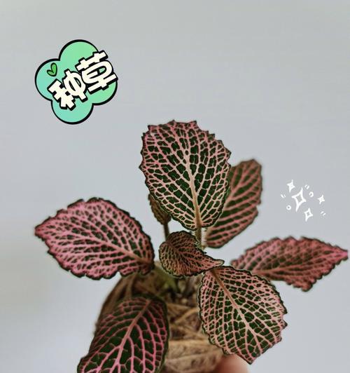 网纹草有多少品种？网纹草品种间的区别是什么？