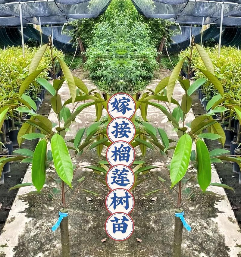榴莲籽发芽怎么种植？种植步骤和注意事项有哪些？