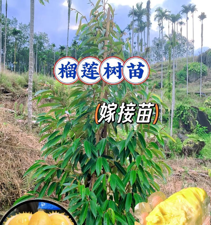 榴莲籽发芽怎么种植？种植步骤和注意事项有哪些？