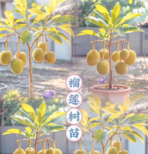 榴莲籽发芽怎么种植？种植步骤和注意事项有哪些？