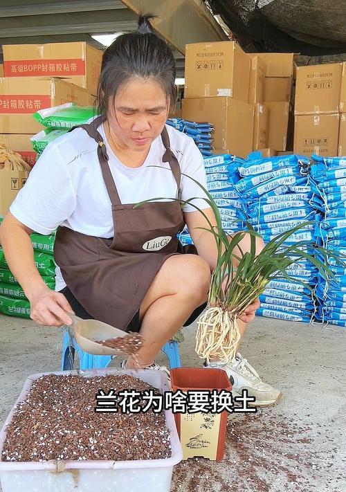 兰花换盆的最佳季节是什么时候？