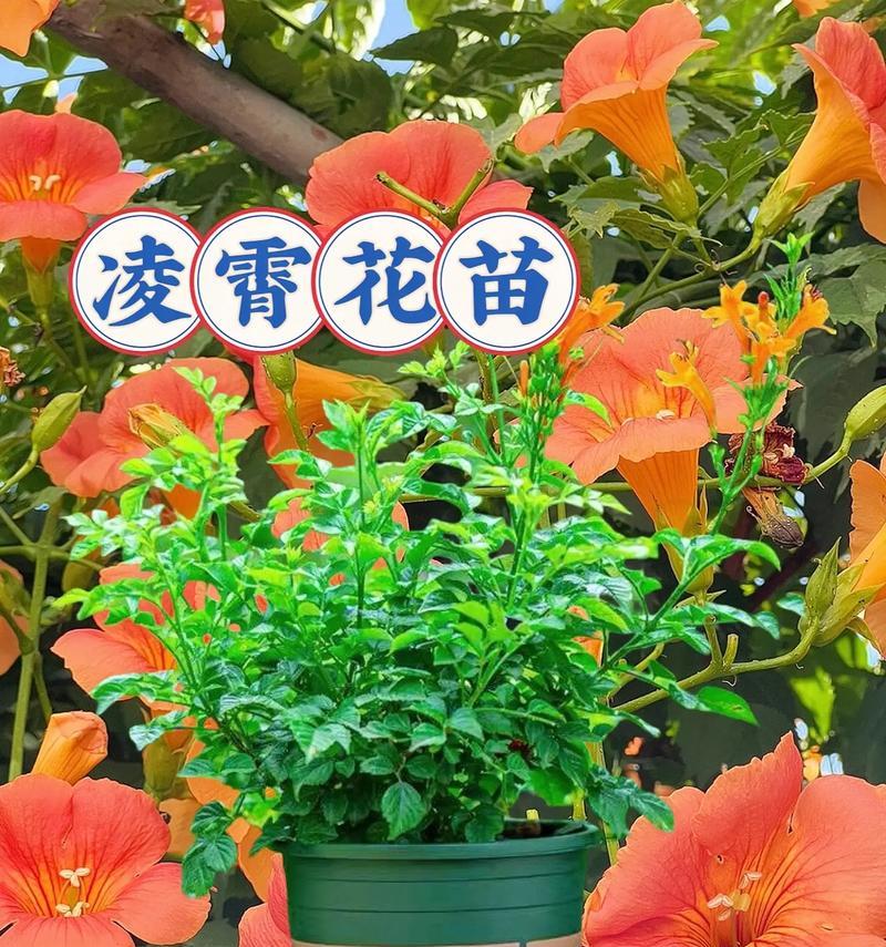 凌霄花的种植方法是什么？如何进行修剪和管理？