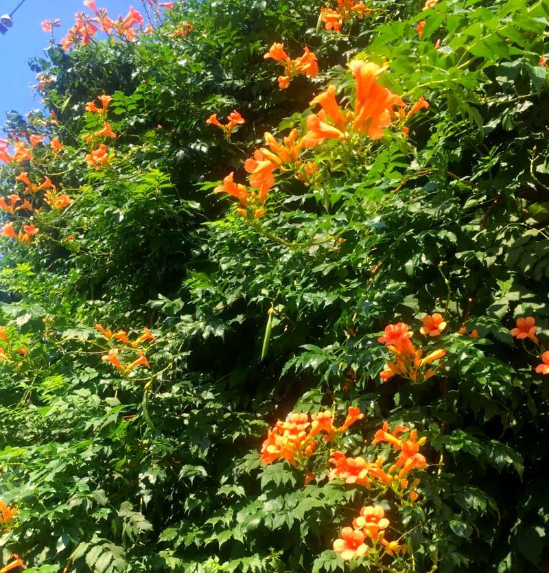 凌霄花的种植方法是什么？如何进行修剪和管理？