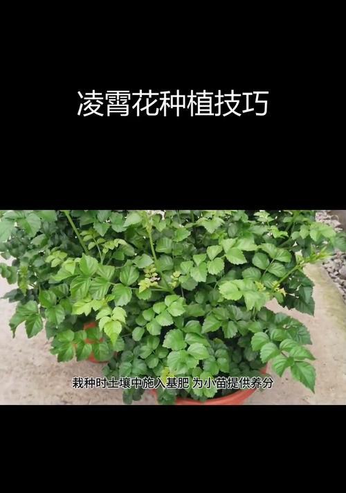 凌霄花的种植方法是什么？如何进行修剪和管理？