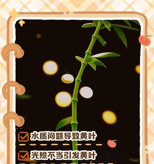 富贵竹叶子发黄的原因及解决方法是什么？