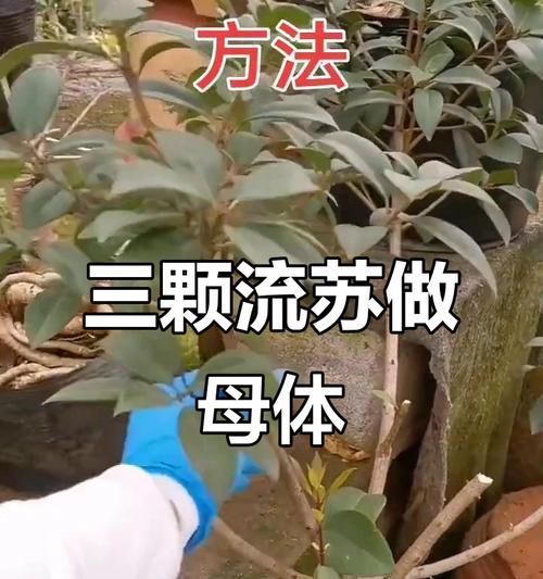 桂花的最佳嫁接时间是什么时候？桂花嫁接的步骤和注意事项有哪些？