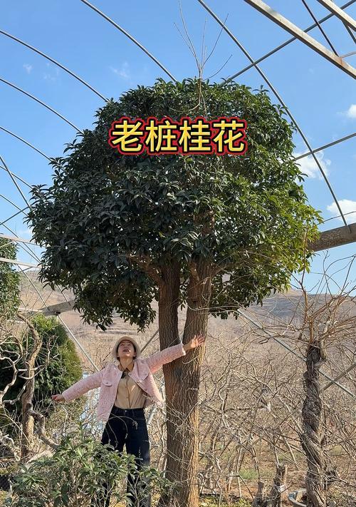 桂花的最佳嫁接时间是什么时候？桂花嫁接的步骤和注意事项有哪些？