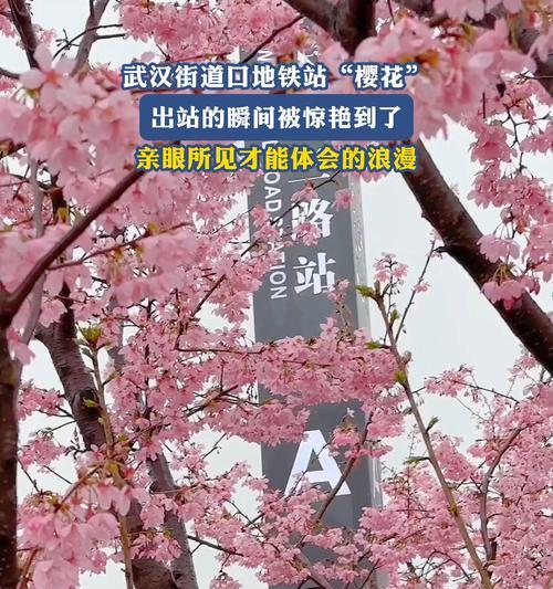 樱花怎么栽？樱花的栽种方法和注意事项是什么？