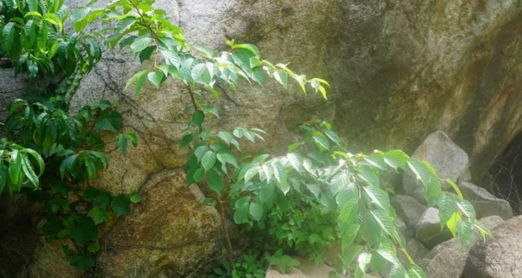 樱花怎么栽？樱花的栽种方法和注意事项是什么？