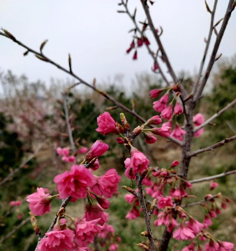 樱花怎么栽？樱花的栽种方法和注意事项是什么？