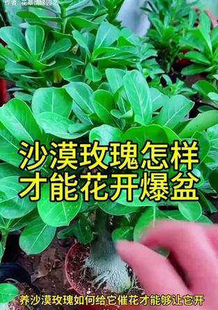 沙漠玫瑰养殖的秘诀是什么？如何在家中养殖沙漠玫瑰？