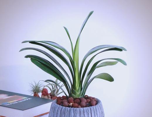 卧室花卉摆放指南：哪些花最适合放在卧室？