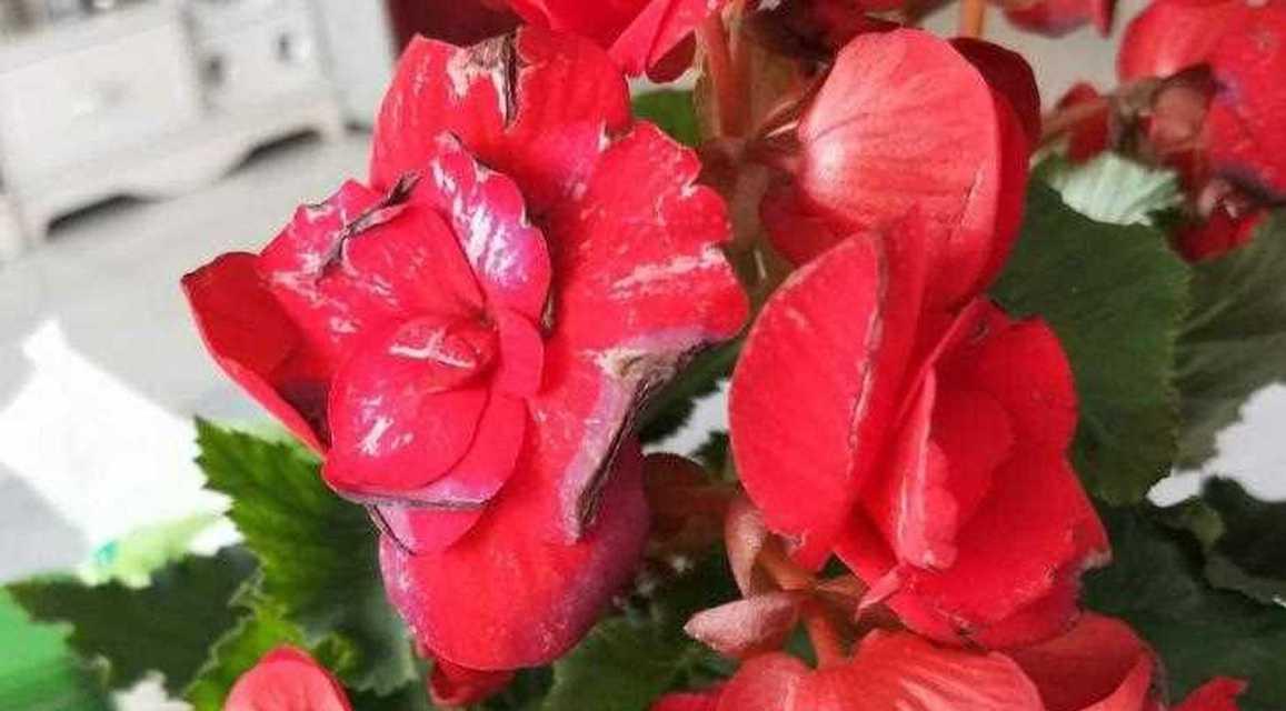 球茎花卉种类有哪些？球茎花卉的养护技巧是什么？