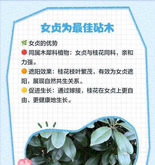 嫁接桂花的最佳方法是什么？使用什么材料效果最好？