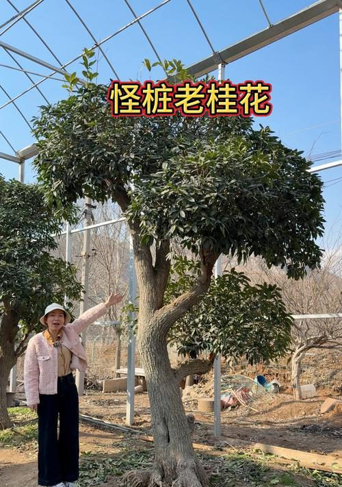 嫁接桂花的最佳方法是什么？使用什么材料效果最好？