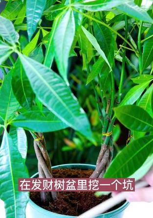 家庭养花应使用哪种肥料？施肥的正确方法是什么？