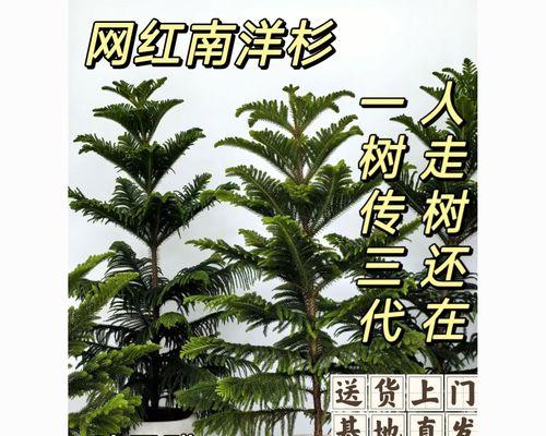 南洋杉有几个品种？南洋杉的养护技巧有哪些？