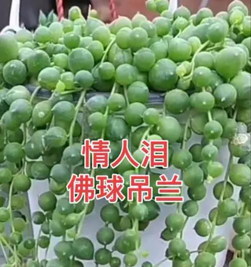 佛珠的养殖方法是什么？怎样才能养出圆润的佛珠？