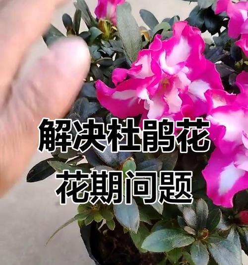 花卉蔫萎的原因和解决方法是什么？