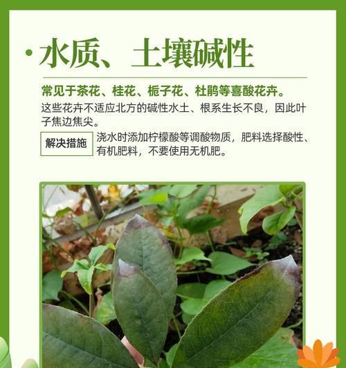 花卉蔫萎的原因和解决方法是什么？