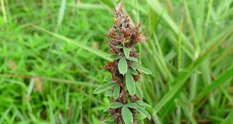 胡枝子种植步骤是什么？