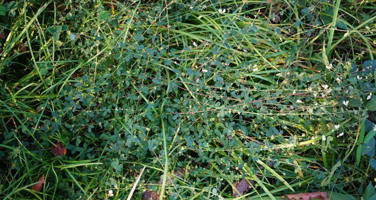 胡枝子种植步骤是什么？