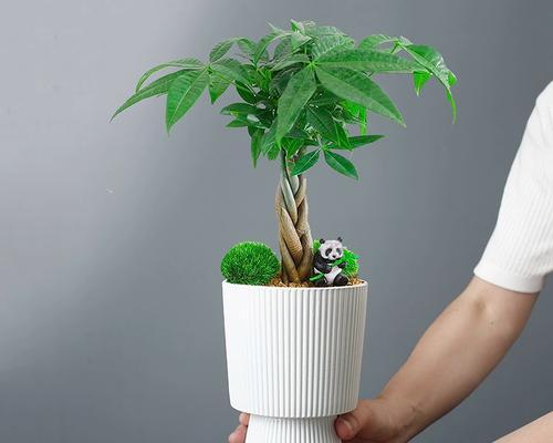发财树适合哪种花盆？如何选择美观又实用的花盆？