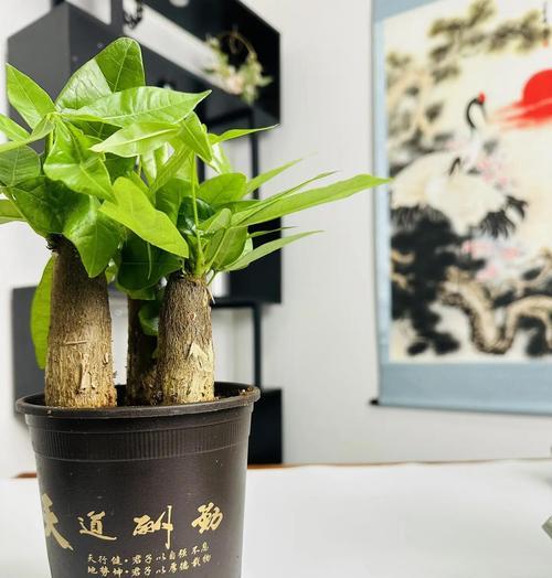 发财树适合哪种花盆？如何选择美观又实用的花盆？