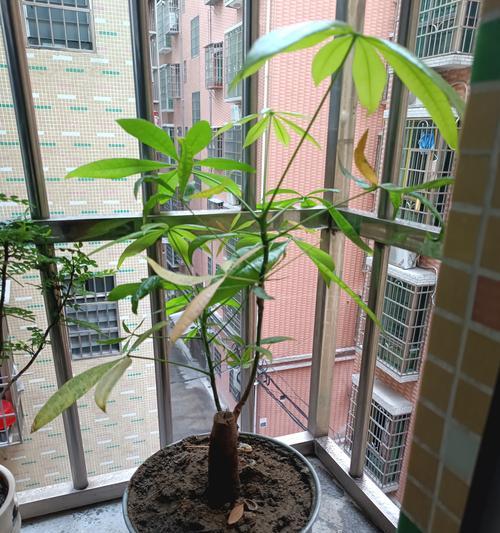 发财树适合哪种花盆？如何选择美观又实用的花盆？