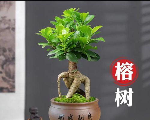 榕树盆景的养护技巧和常见问题解答？