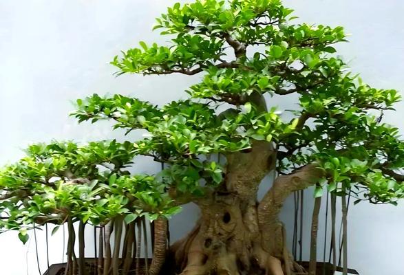 榕树盆景的养护技巧和常见问题解答？