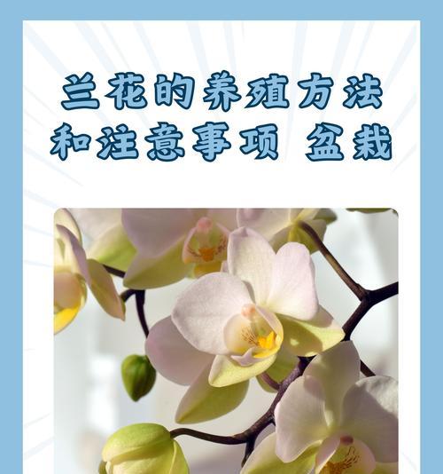 冬天兰花的正确养护方式是什么？