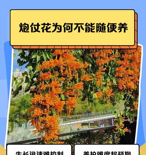 炮仗花的养殖技巧是什么？如何保持其旺盛生长？