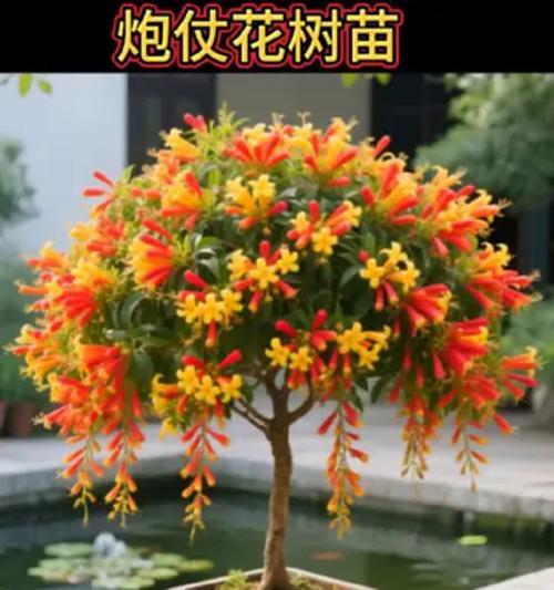 炮仗花的养殖技巧是什么？如何保持其旺盛生长？