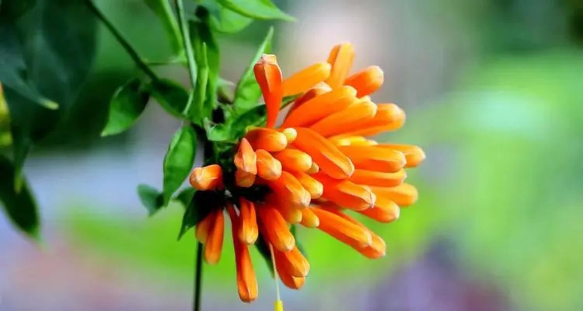 炮仗花的养殖技巧是什么？如何保持其旺盛生长？