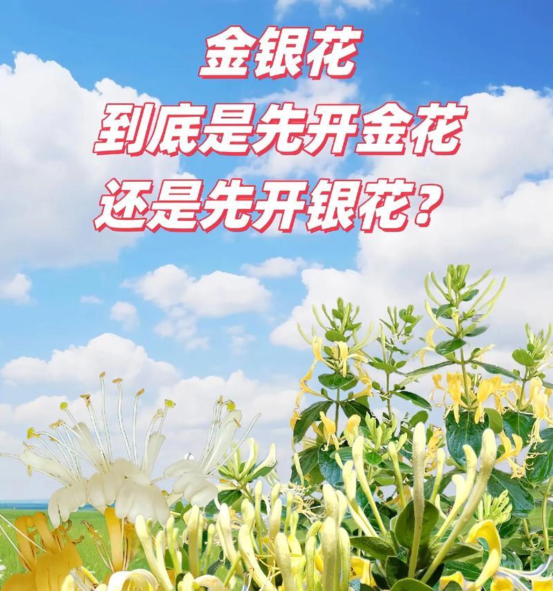 金银花繁殖方法有哪些？哪种方式最有效？