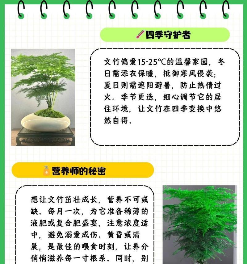 盆栽文竹修剪方法有哪些？