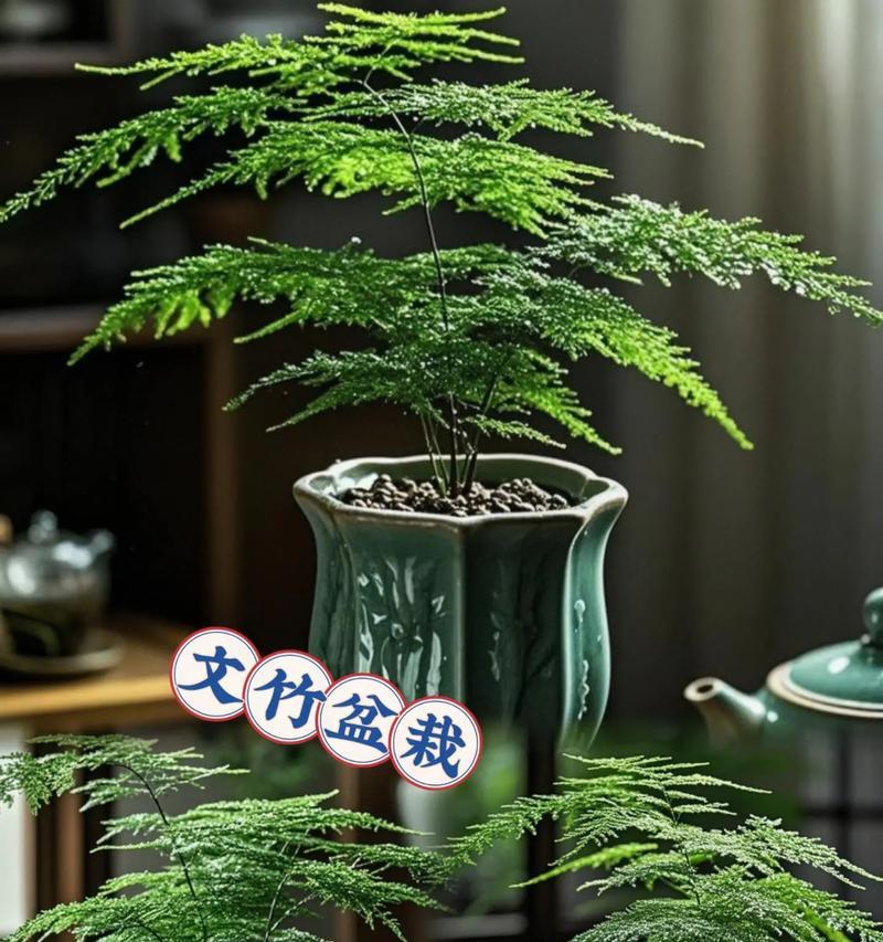 盆栽文竹修剪方法有哪些？