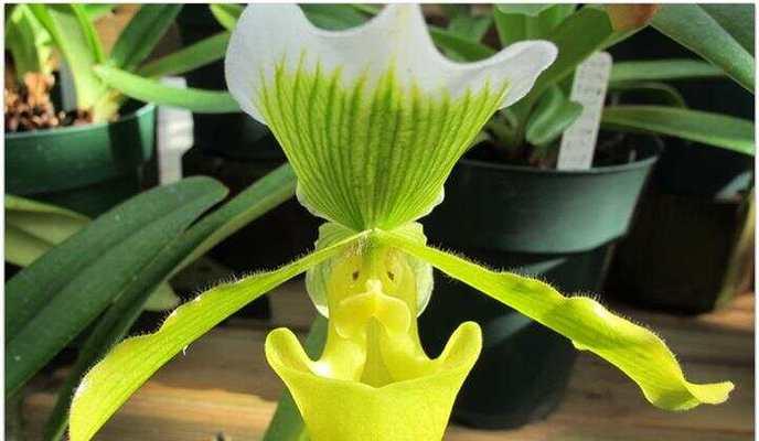 兰花品种如何鉴别？鉴别兰花品种有哪些技巧？