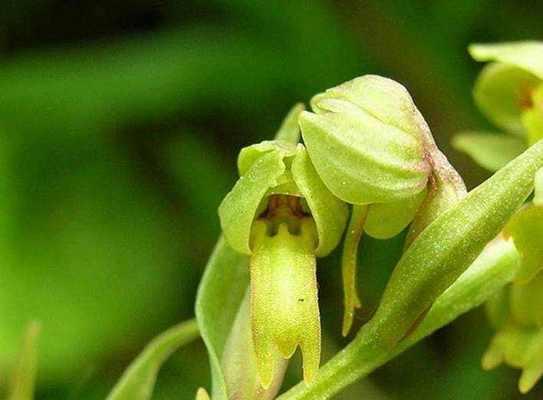 兰花品种如何鉴别？鉴别兰花品种有哪些技巧？