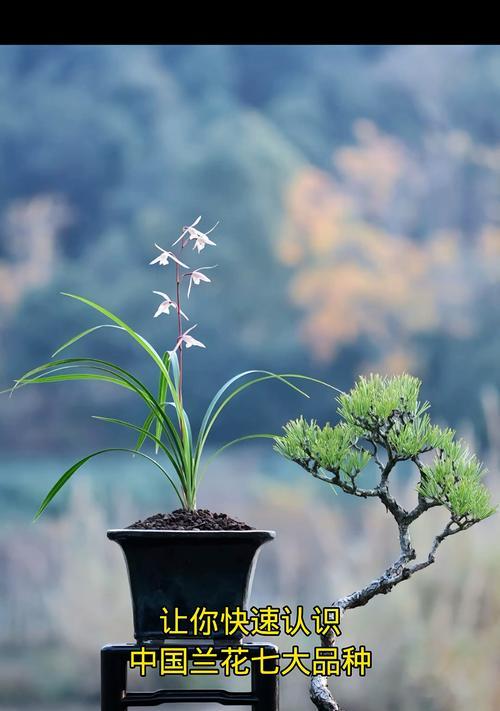 兰花品种如何鉴别？鉴别兰花品种有哪些技巧？