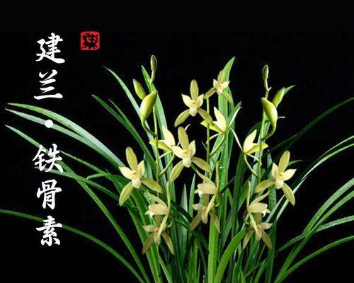 铁骨素兰花的正确养护方法是什么？
