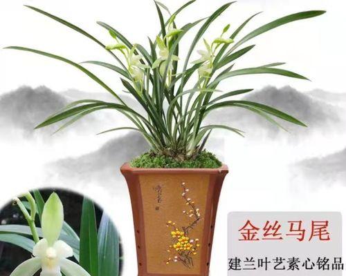 铁骨素兰花的正确养护方法是什么？