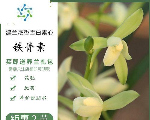 铁骨素兰花的正确养护方法是什么？