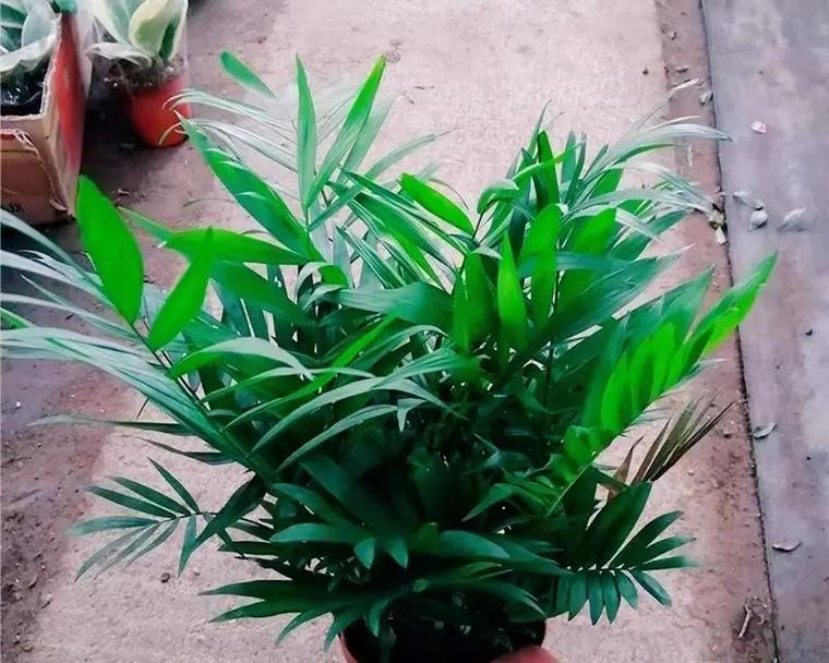 凤尾竹种植应选择哪种花盆？