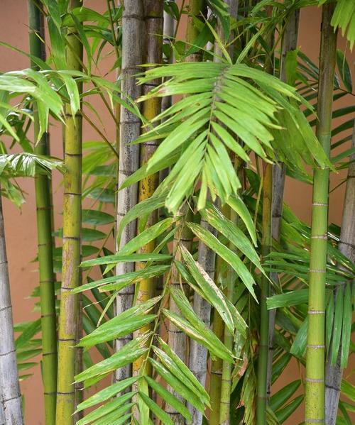 凤尾竹种植应选择哪种花盆？